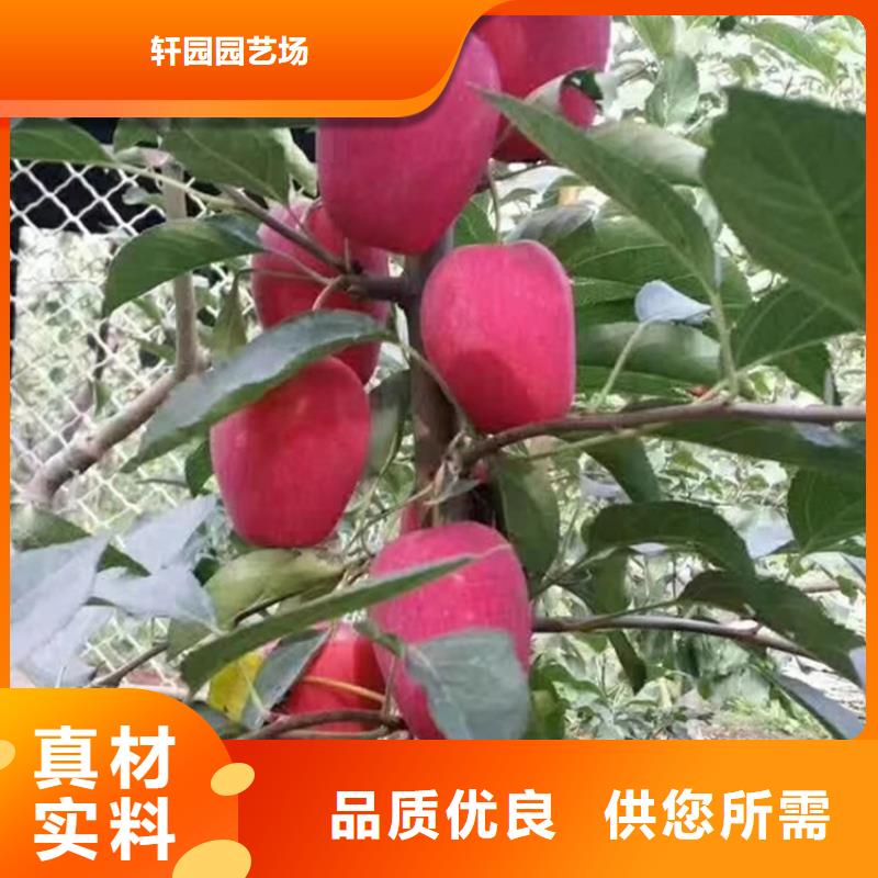 苹果_苹果苗品质无所畏惧