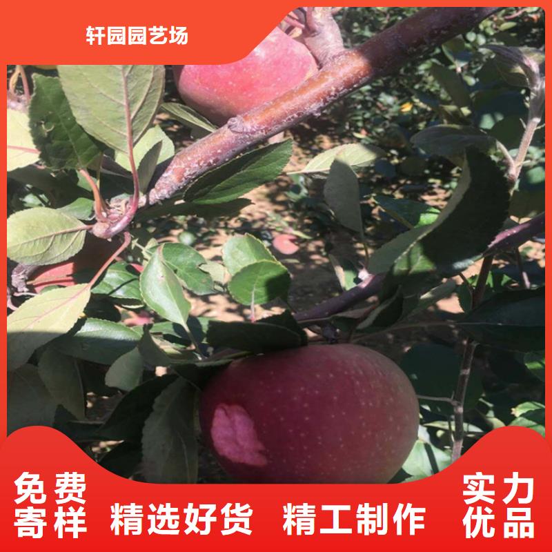 苹果【蓝莓苗】按需定制