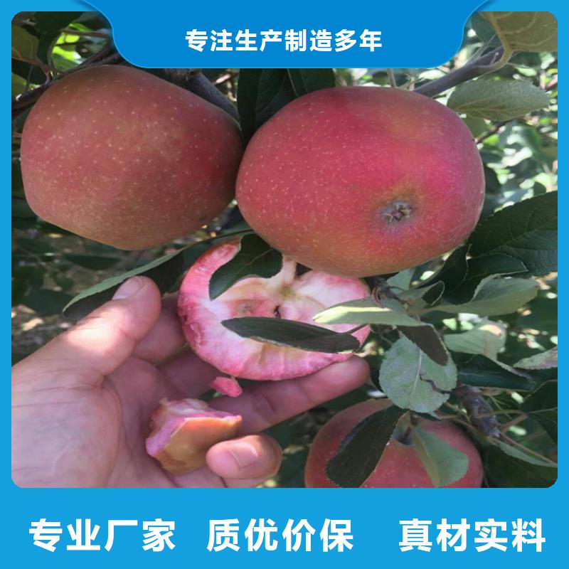 苹果_玛瑙红石榴苗诚信商家服务热情