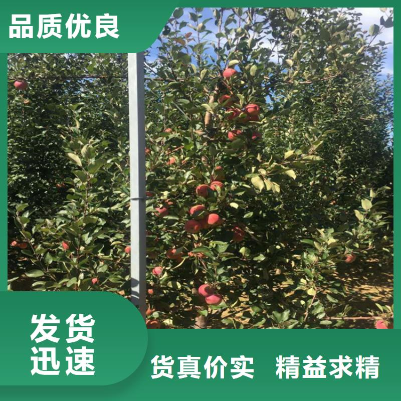 苹果,【梨树苗】质检合格出厂