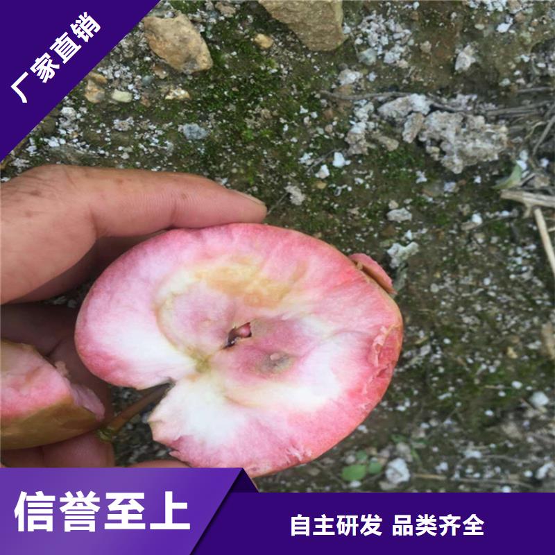 【苹果,蓝莓苗品质做服务】