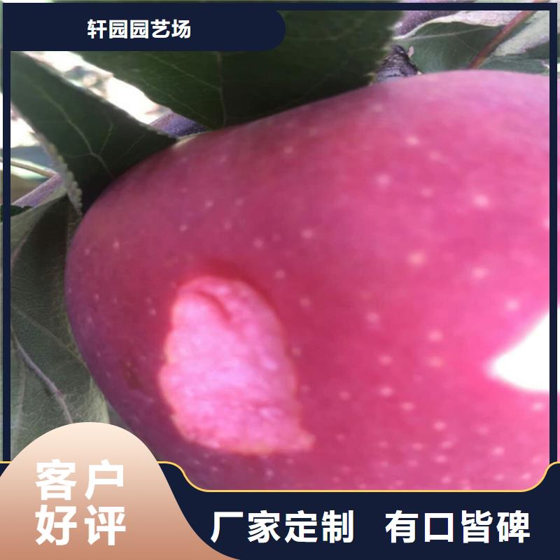 【苹果-苹果苗现货交易】