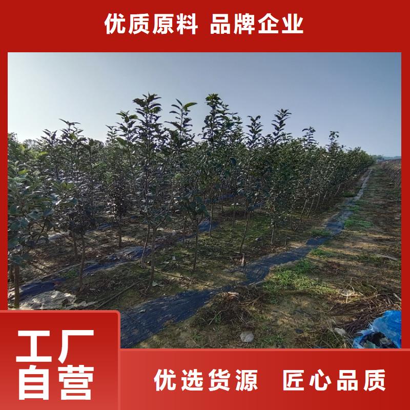 【苹果石榴树高标准高品质】