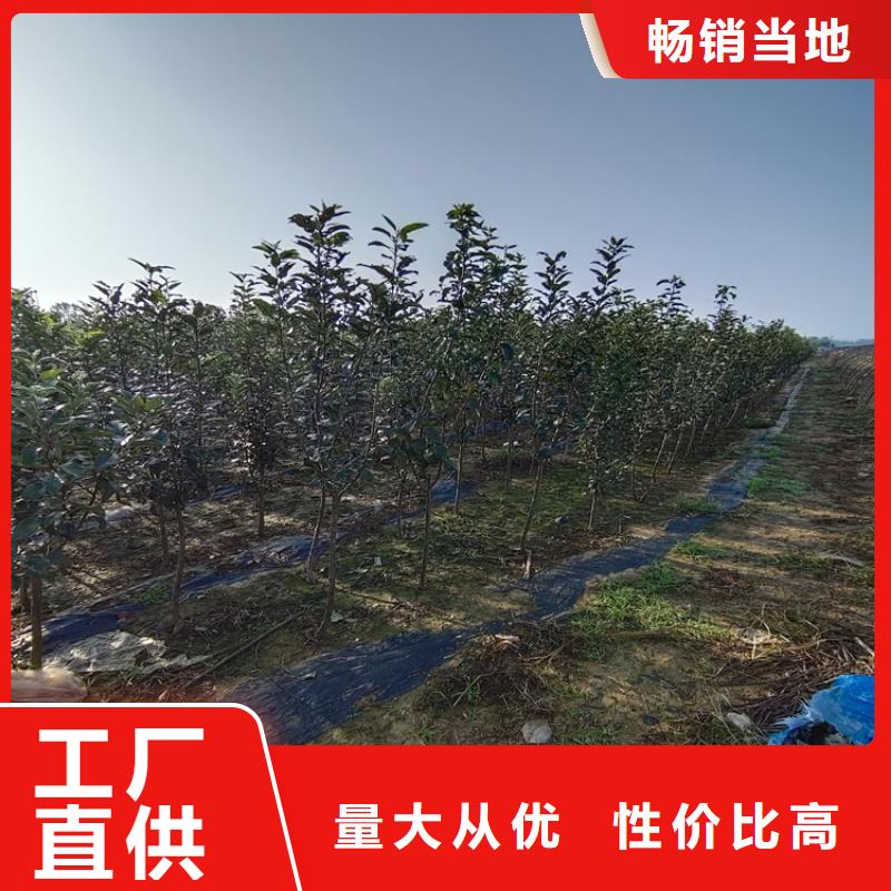 苹果,玛瑙红石榴苗好货直销