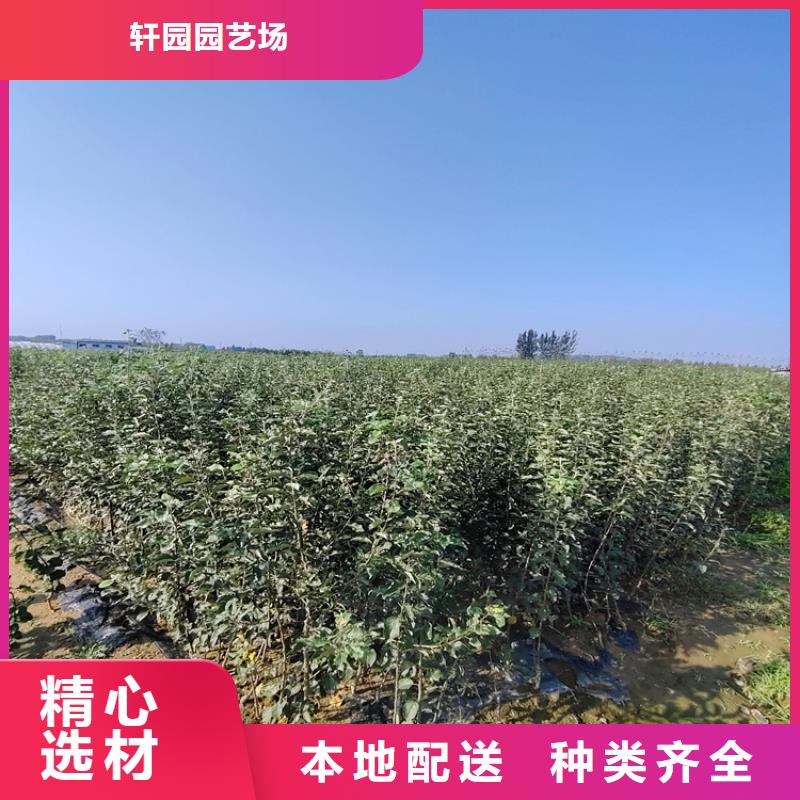 苹果樱桃苗送货上门