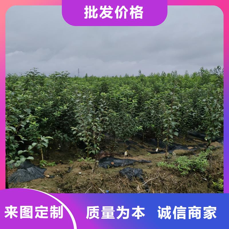 苹果,黄瓜苗专业按需定制