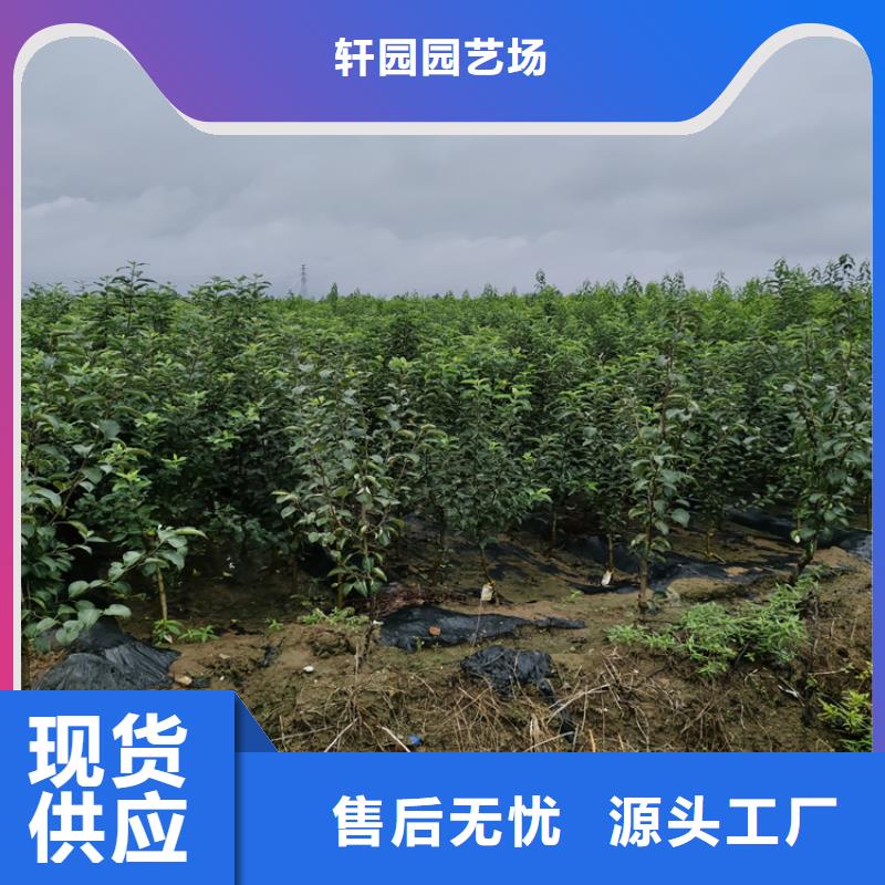 苹果_玛瑙红石榴苗诚信商家服务热情