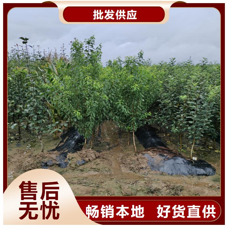 苹果梨树苗型号齐全