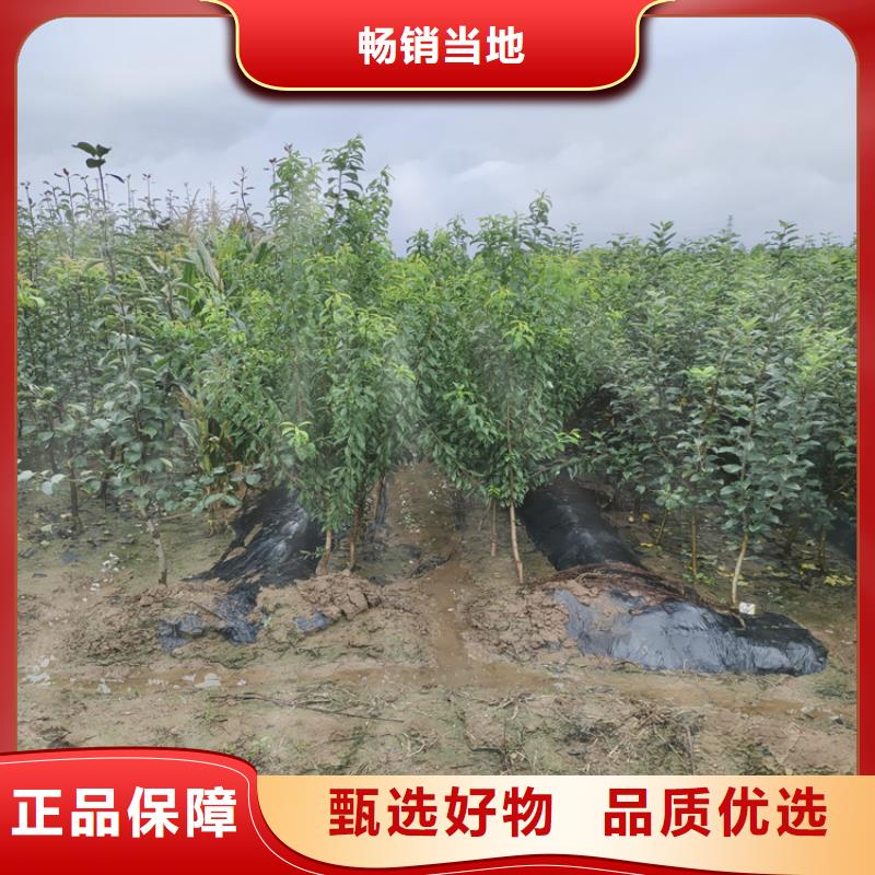 苹果北美冬青好货采购