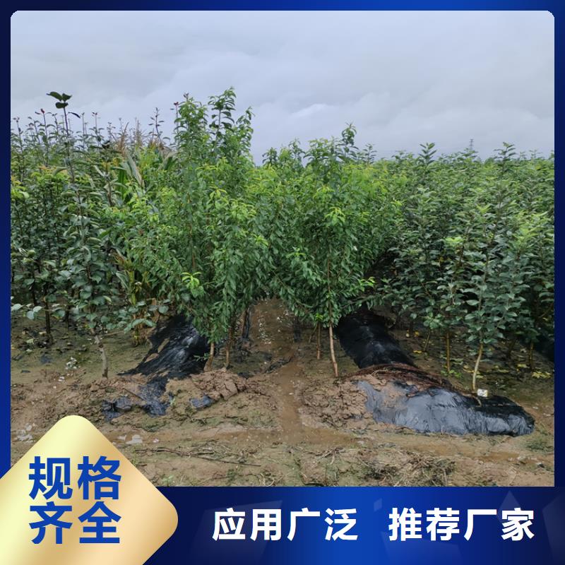 苹果【樱桃苗】甄选好厂家