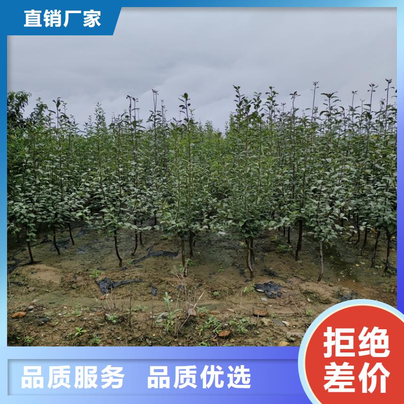 【苹果-苹果苗现货交易】