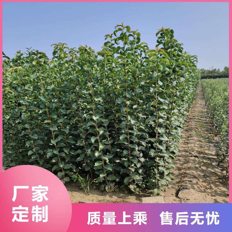 苹果樱桃苗颜色尺寸款式定制