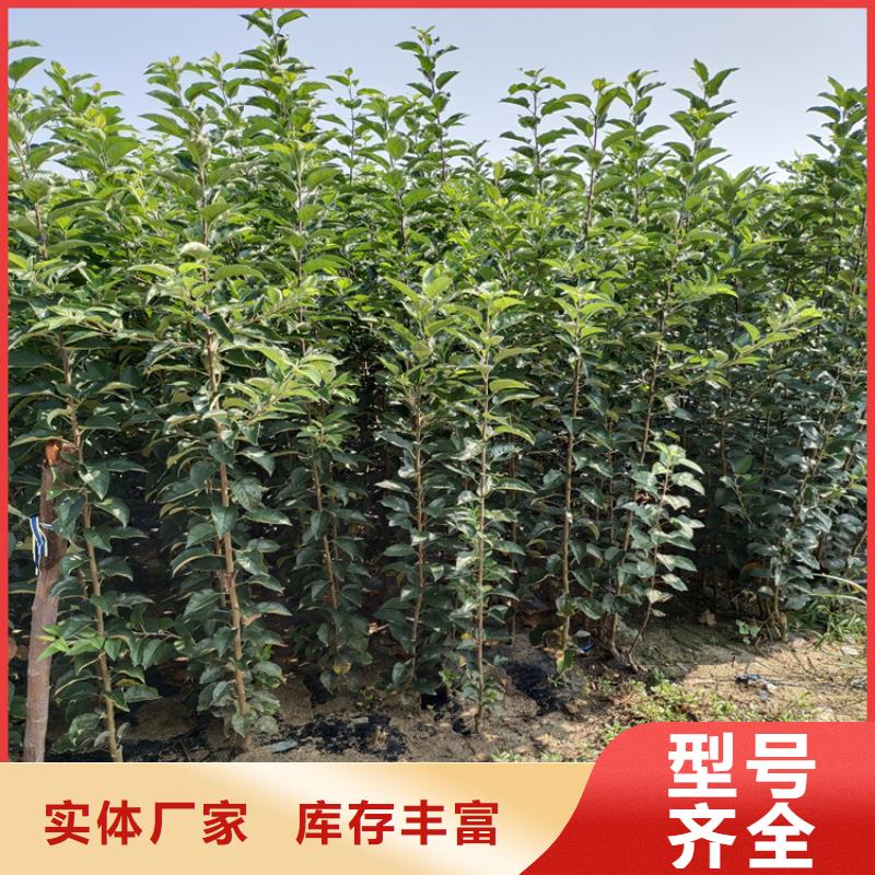 苹果石榴树48小时发货