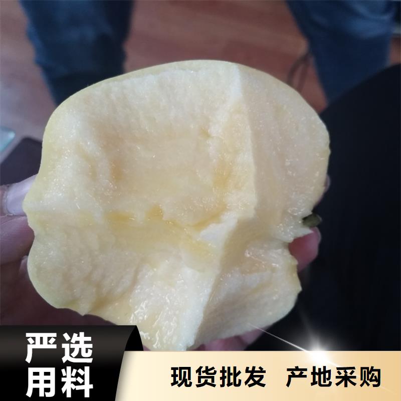 苹果樱桃苗质检合格出厂