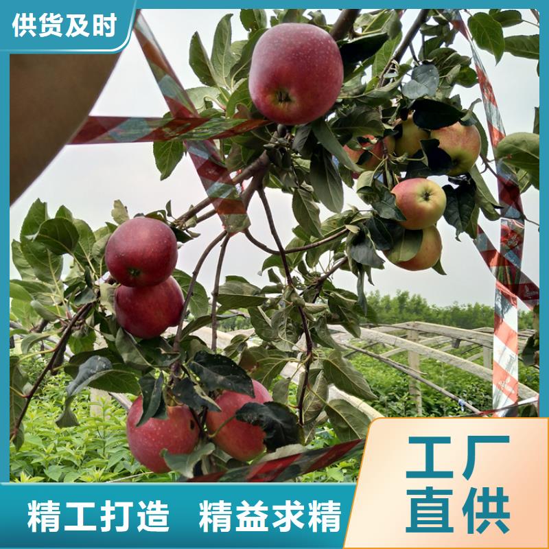 苹果石榴树48小时发货