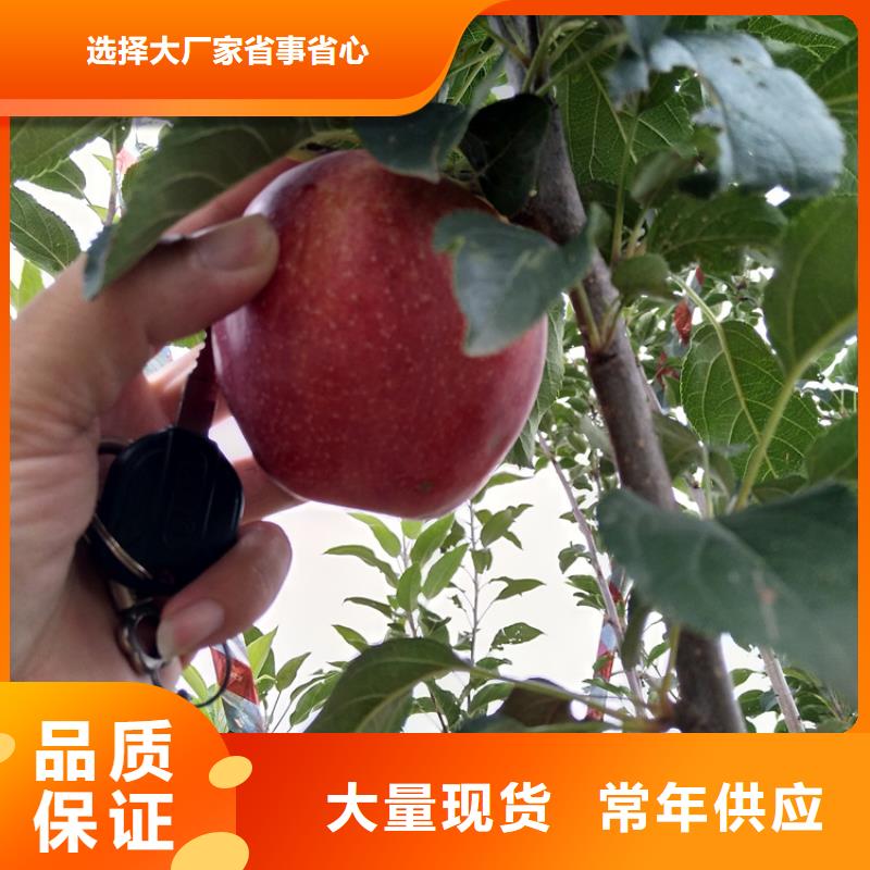 苹果樱桃苗质检合格出厂