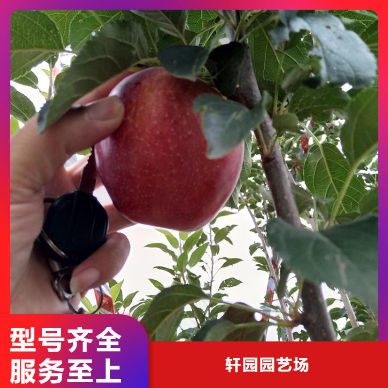 【苹果,蓝莓苗品质做服务】