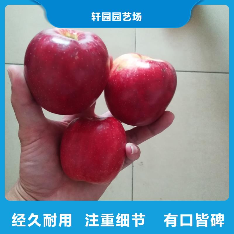 苹果板栗苗直销厂家
