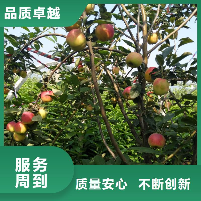 【苹果苹果苗量少也做】