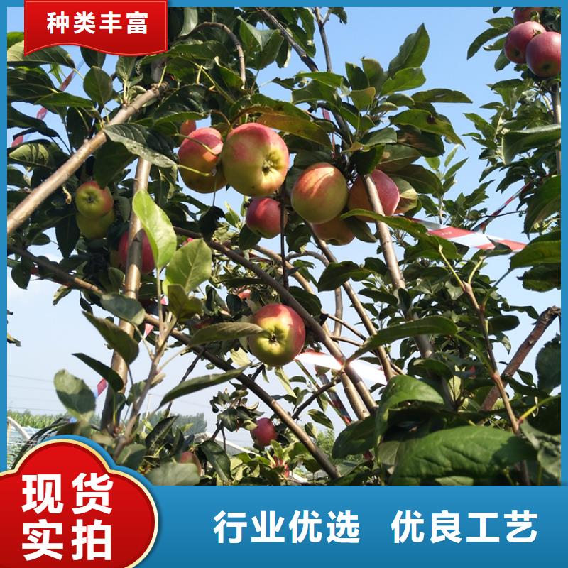 苹果,玛瑙红石榴苗好货直销