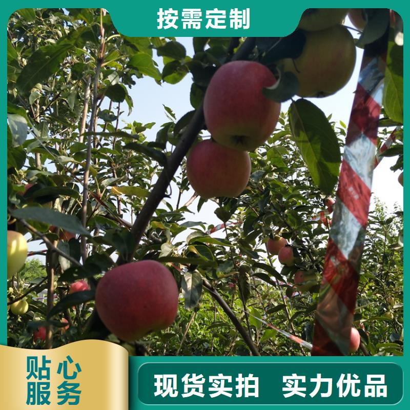 苹果,樱桃苗精工细作品质优良