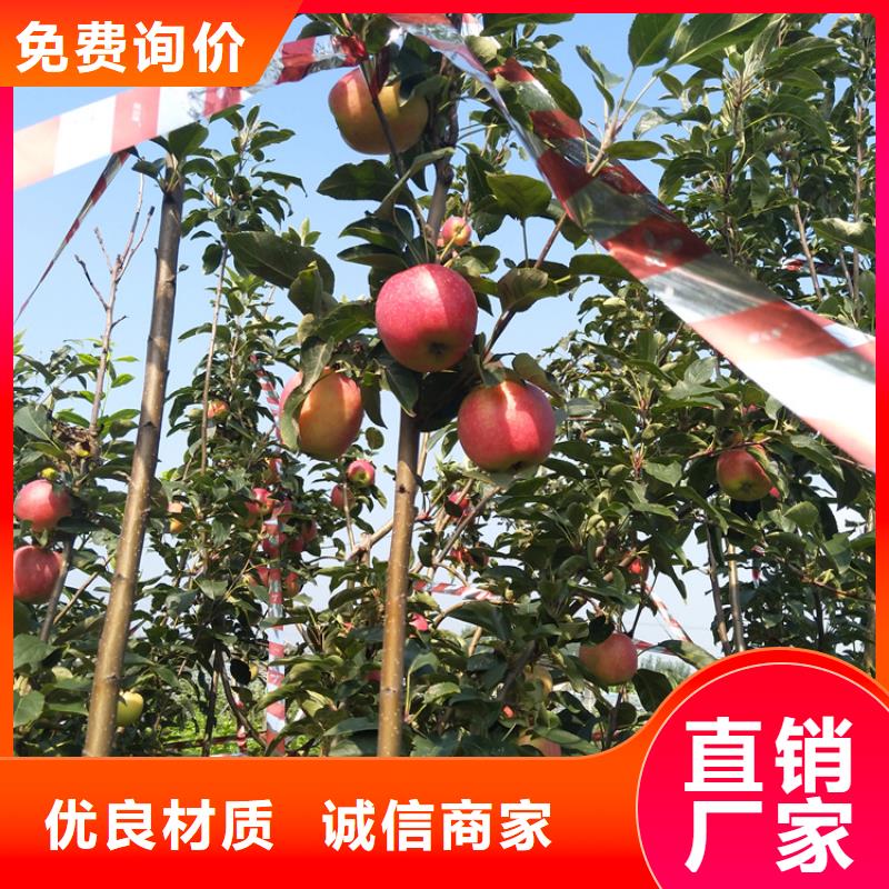 苹果苹果苗实体厂家