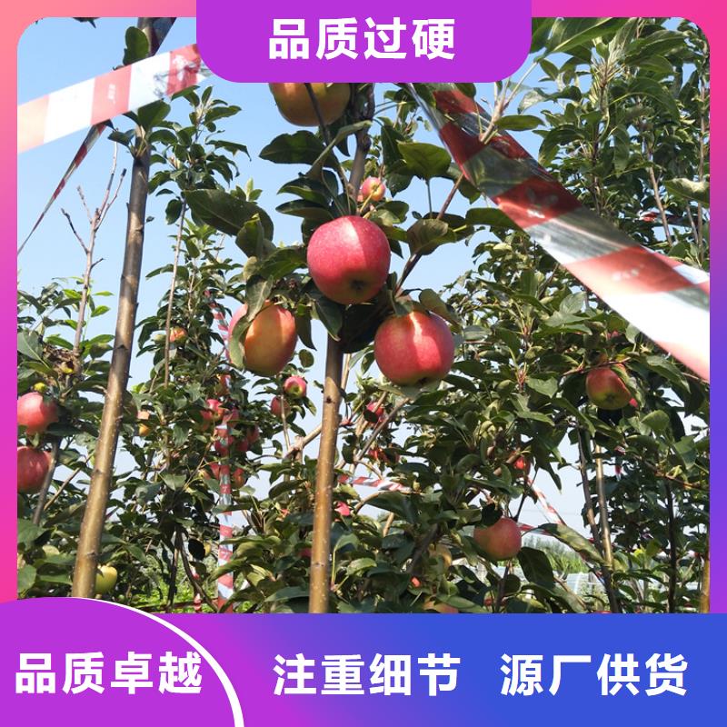 苹果,黄瓜苗专业按需定制