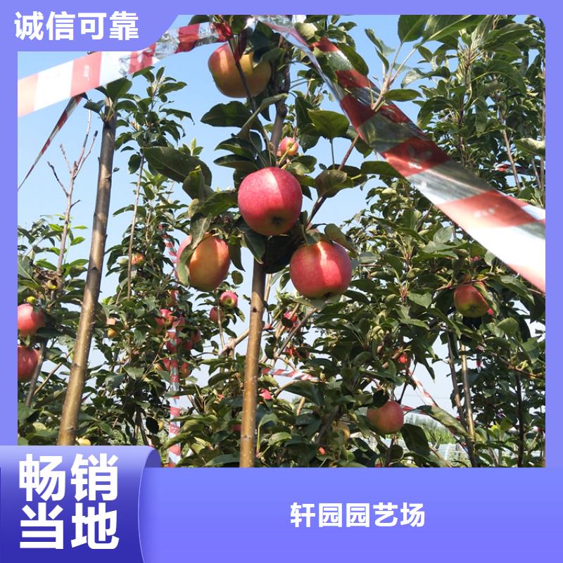 【苹果樱桃苗支持批发零售】
