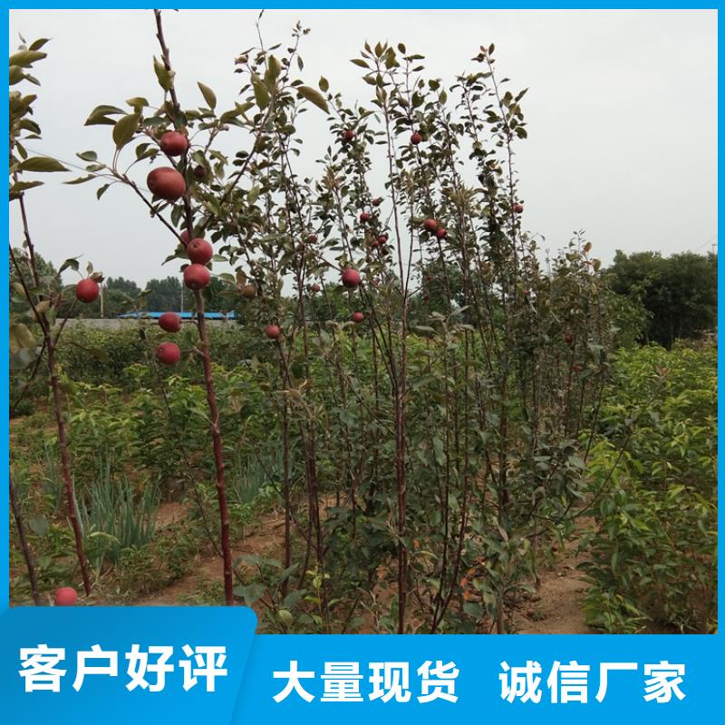 苹果_石榴树实地大厂