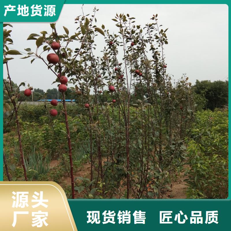 苹果_3公分软籽石榴苗现货交易