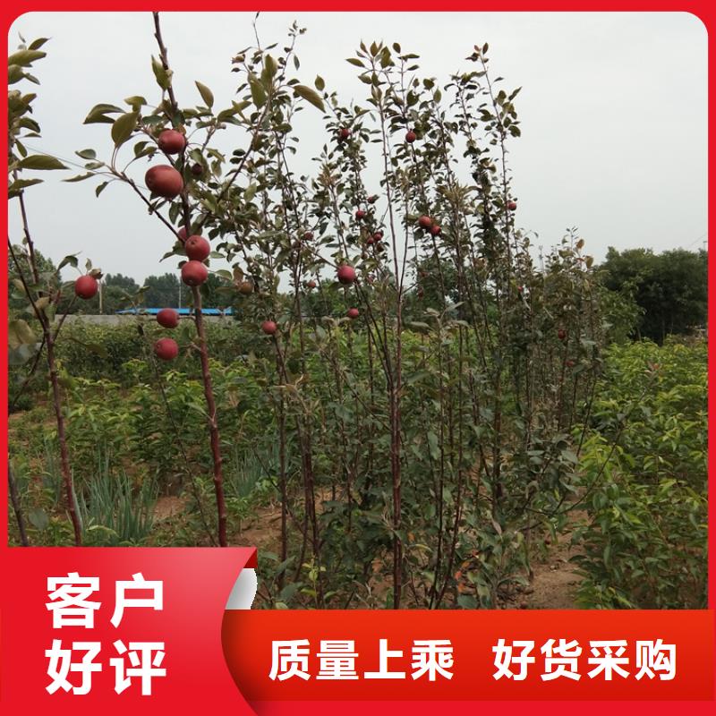 苹果樱桃苗质检合格出厂