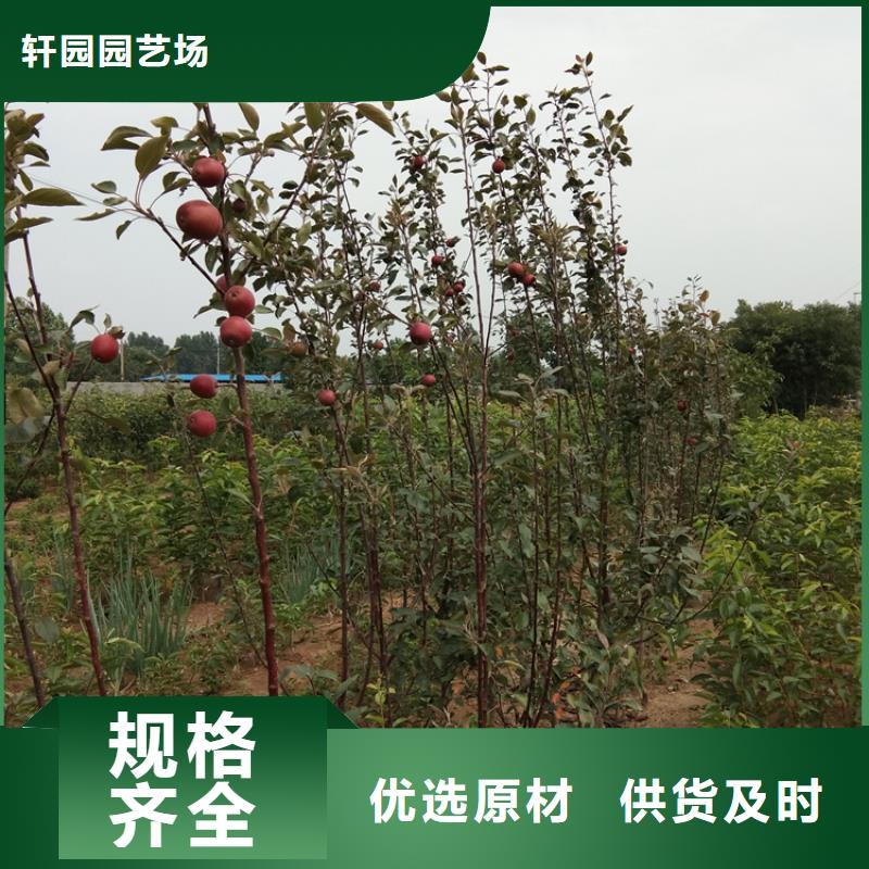 【苹果】-桃树苗型号全价格低