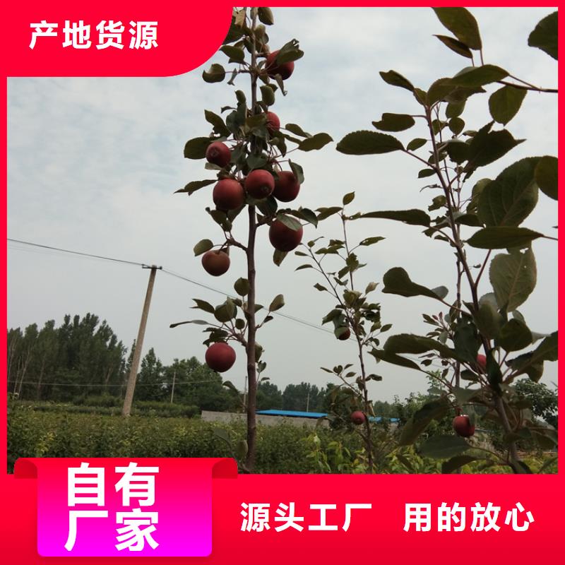 【苹果_苹果苗经验丰富品质可靠】