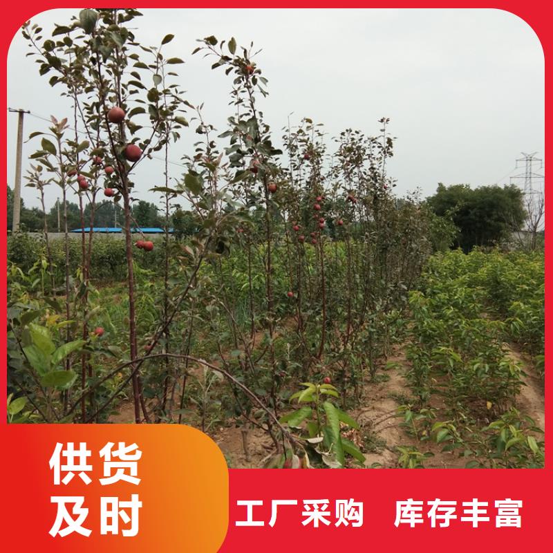 苹果_玛瑙红石榴苗诚信商家服务热情