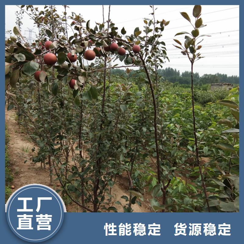 苹果_石榴树实地大厂