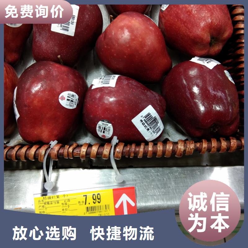 苹果苹果苗实体厂家