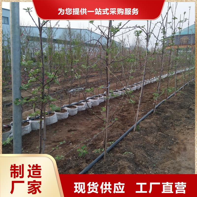 苹果嘎啦苹果品质保障售后无忧