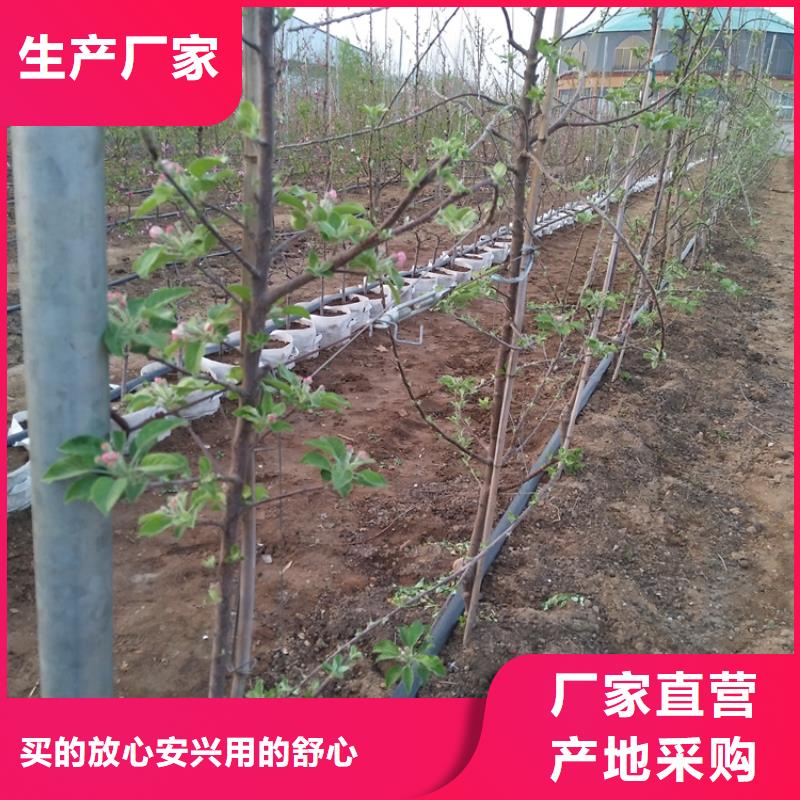 【苹果_苹果苗经验丰富品质可靠】