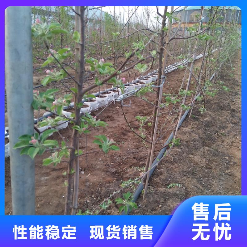 苹果,【猕猴桃苗】好产品有口碑