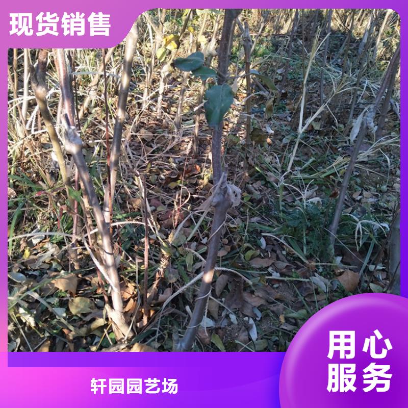 【苹果】葡萄苗快捷的物流配送