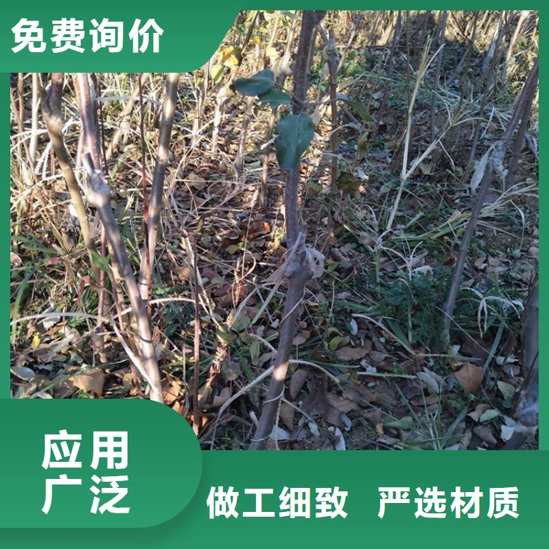 苹果板栗苗直销厂家