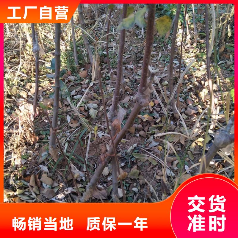 【苹果石榴树高标准高品质】