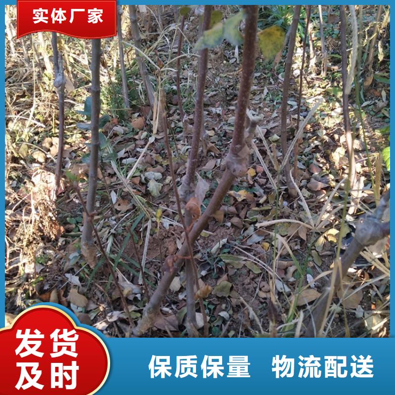 苹果_3公分软籽石榴苗现货交易