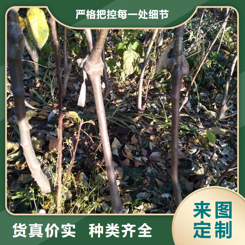 苹果红石榴苗基地质量三包