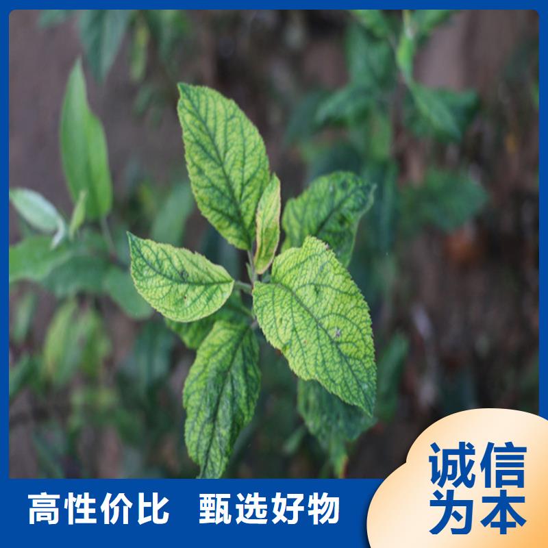 苹果樱桃苗送货上门