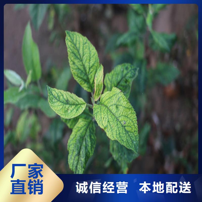 苹果,樱桃苗注重细节