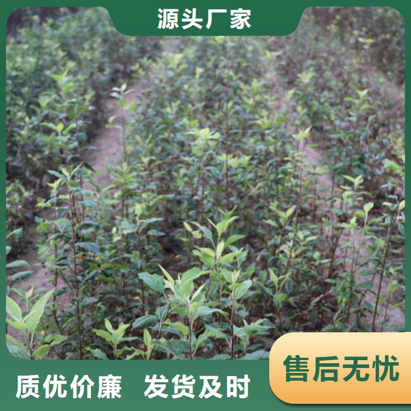 苹果-梨树苗快速物流发货