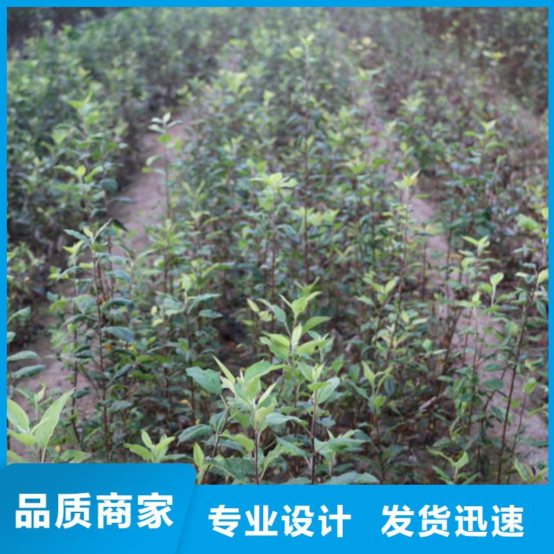 苹果_苹果苗品质无所畏惧