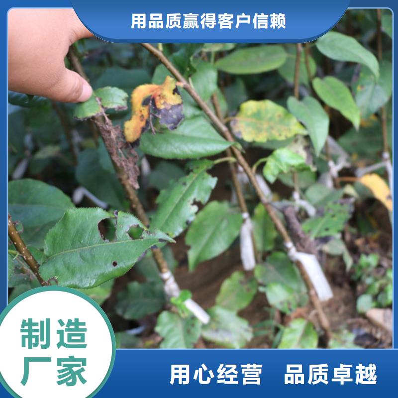 苹果,【猕猴桃苗】好产品有口碑
