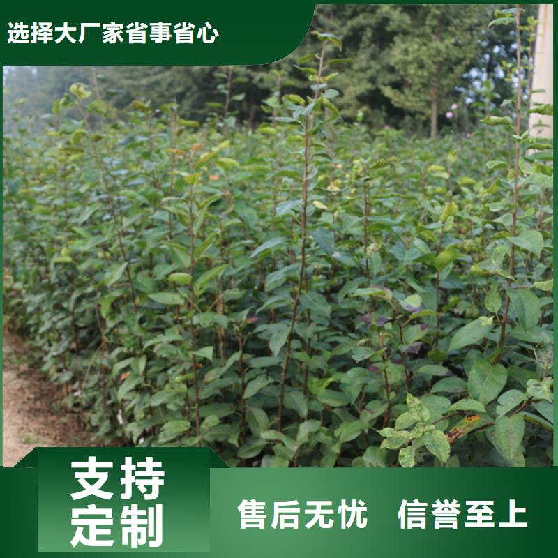 苹果,樱桃苗精工细作品质优良